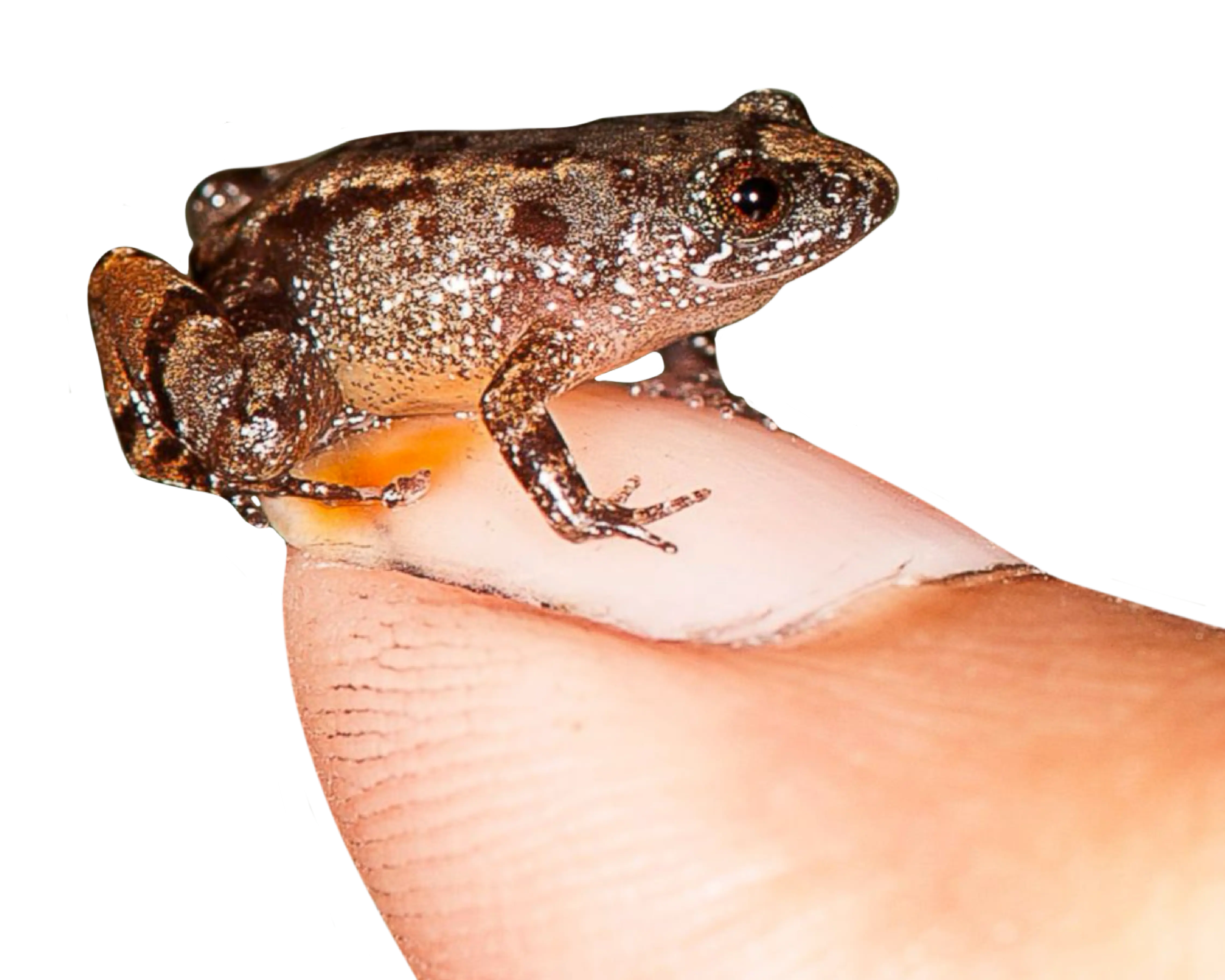 frog