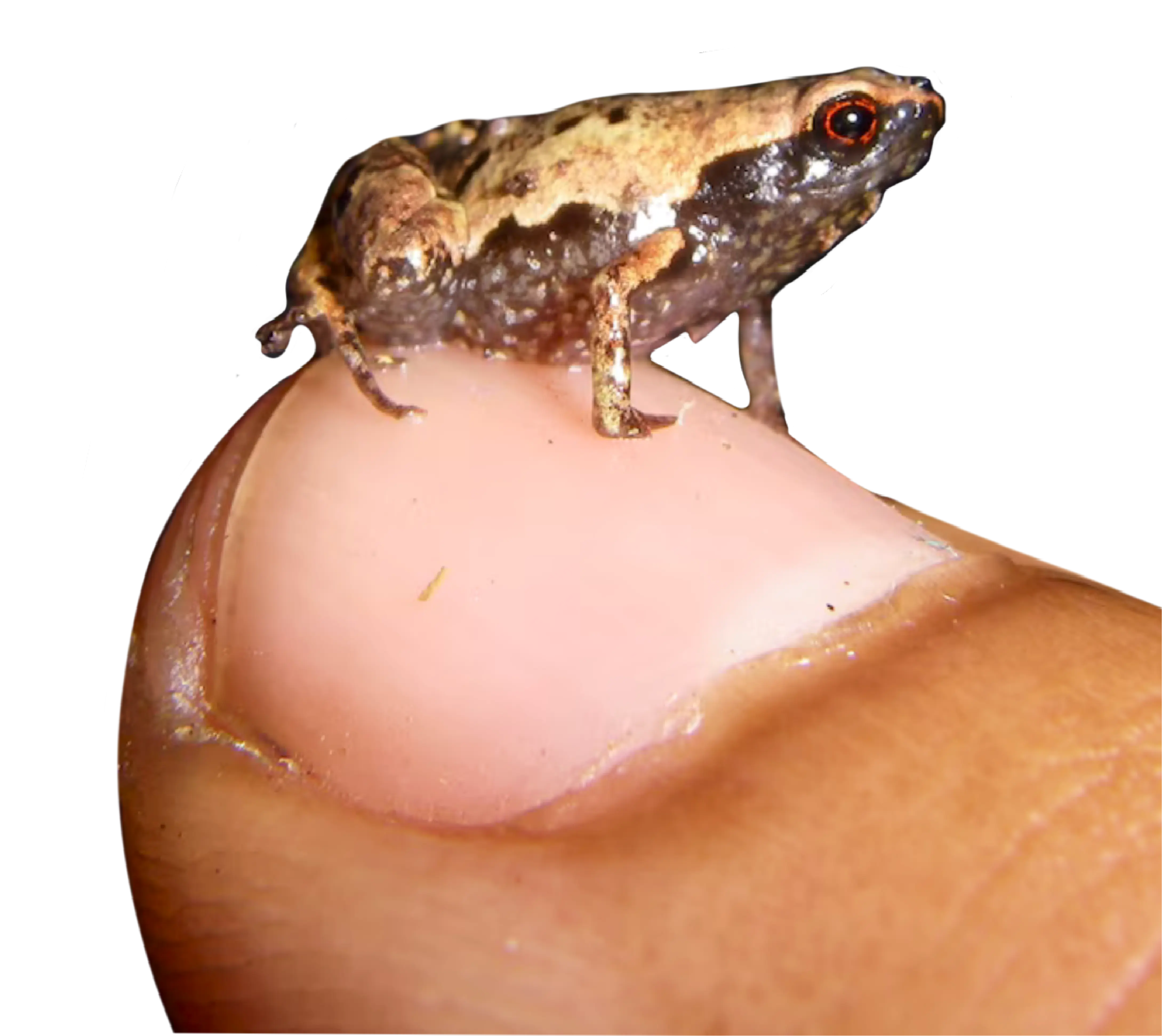 frog