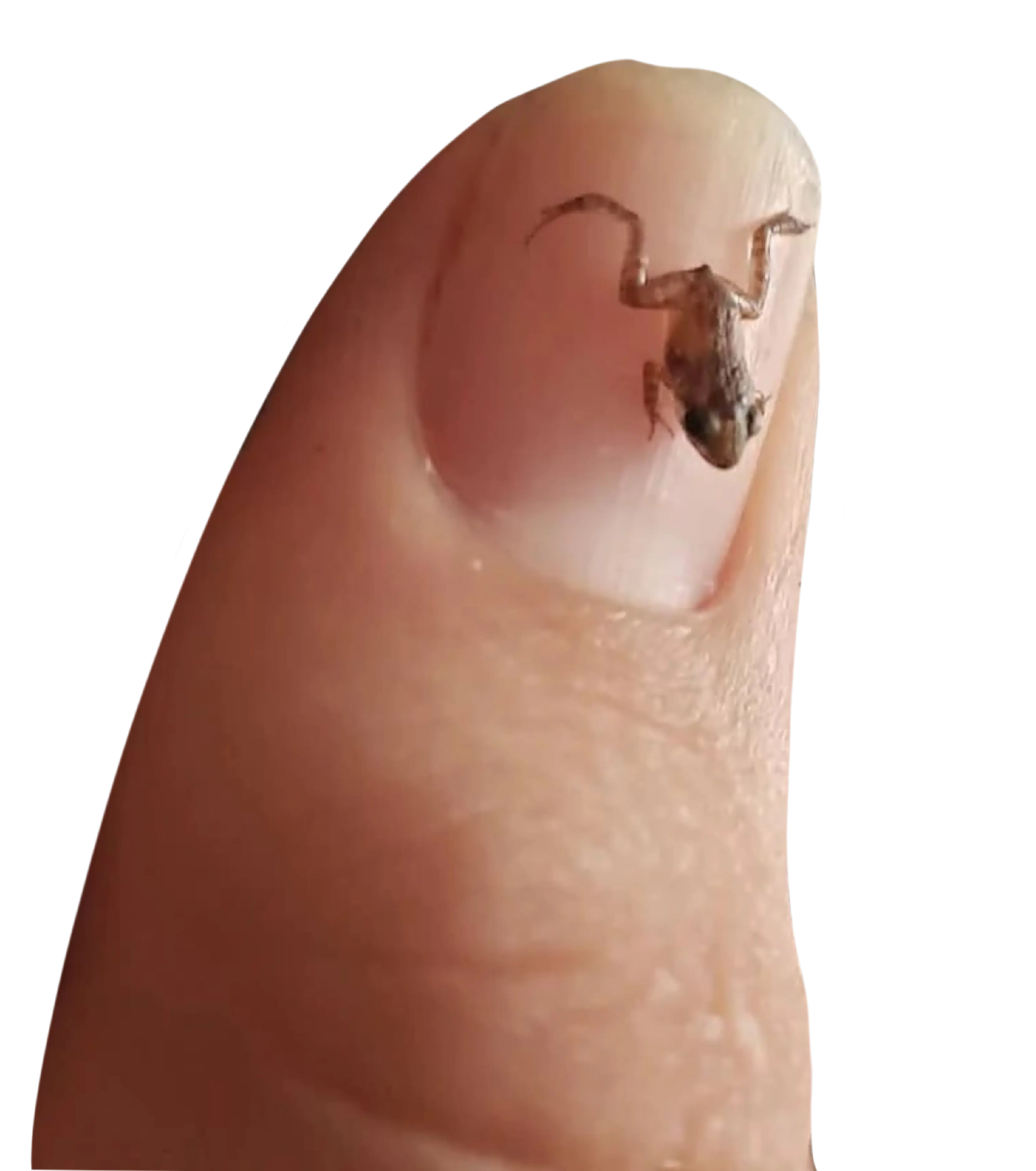 frog